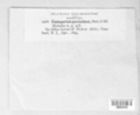 Cladosporium punctulatum image